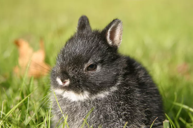Netherland Dwarf